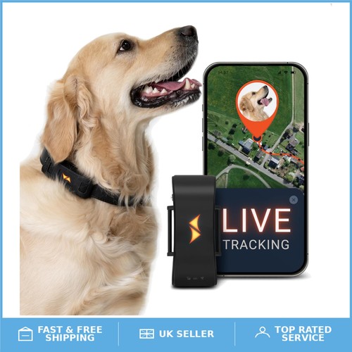 Compact dog activity - compact,
